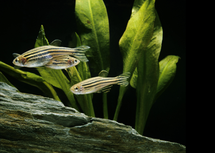Remembering change: environmental memory and the evolution of responsiveness